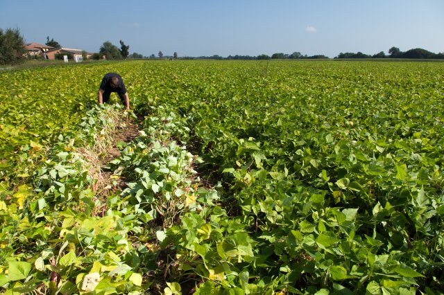 Cranberry Beans - Italy